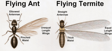 flying ant vs flying termite 393x181
